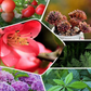 Concime concentrato per ridare vita alle tue piante in modo naturale 
