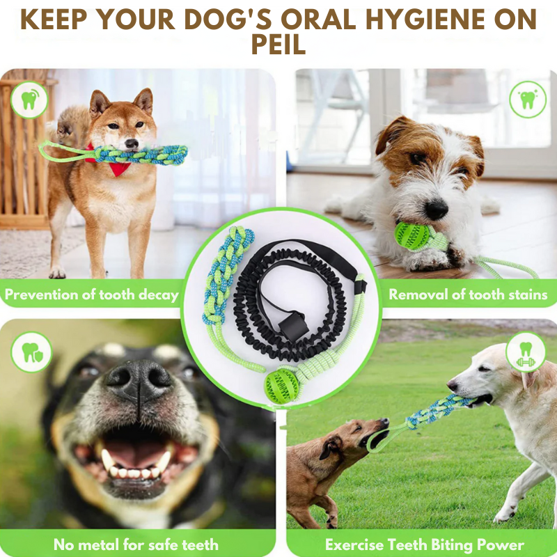 Interactive dog toy: guaranteed fun! 