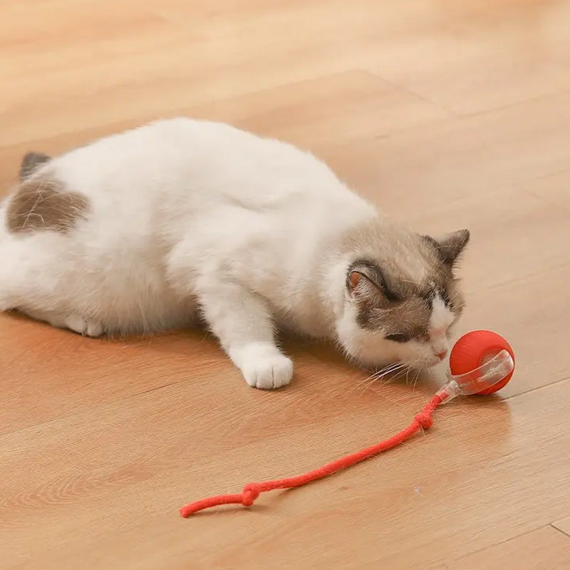 アクティブで好奇心旺盛な猫のためのバウンスおもちゃ 